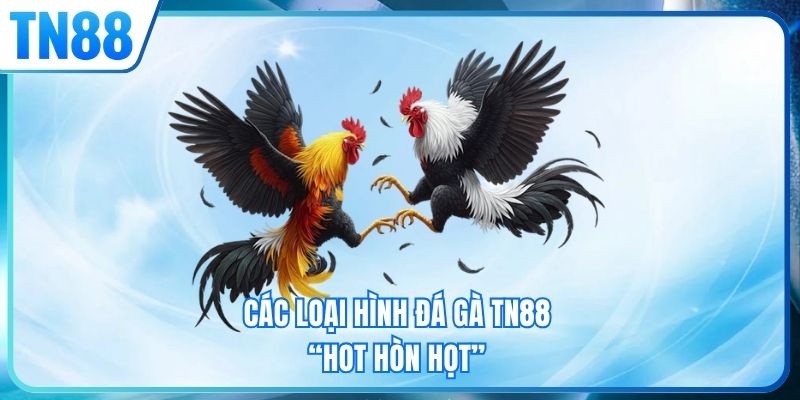 Các loại hình đá gà TN88 “hot hòn họt”
